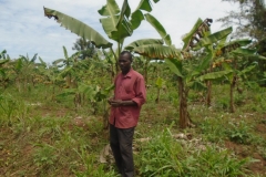 banana-plantation