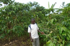 coffee-plantation