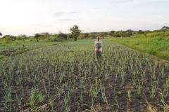 rice-plantation